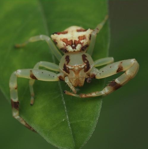 Réf. 311 518 : Thomisus sp.
